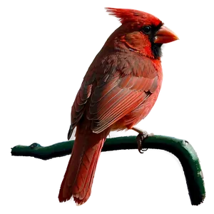 Red Cardinal Silhouette Png Txx PNG Image