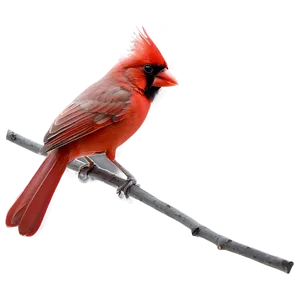 Red Cardinal Vector Png 4 PNG Image