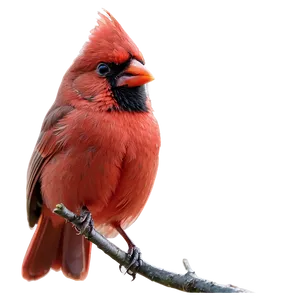 Red Cardinal Wildlife Png Oqr PNG Image