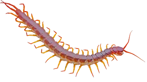 Red Centipede Closeup PNG Image