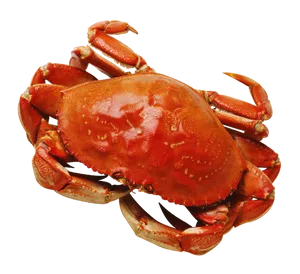 Red Crab Isolatedon Blue Background.png PNG Image