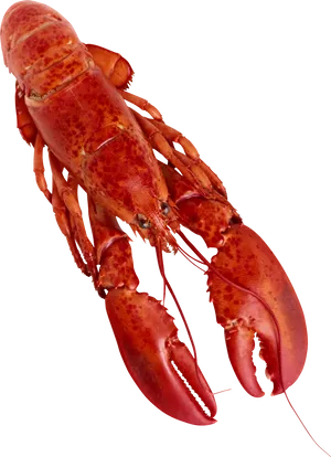 Red Crayfish Isolatedon Transparent Background PNG Image