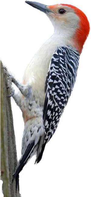 Red Crested Woodpecker Perched PNG Image