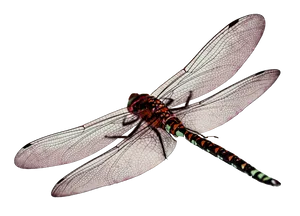 Red Dragonfly Transparent Background PNG Image