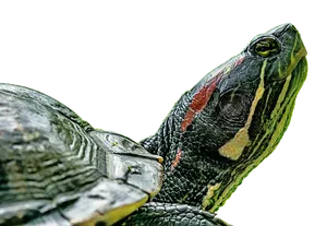 Red Eared Slider Profile PNG Image