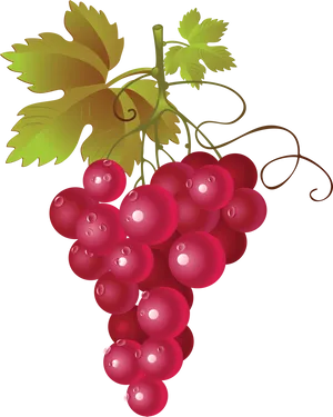 Red Grape Cluster Illustration PNG Image