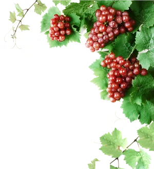 Red Grape Clusterson Vine PNG Image