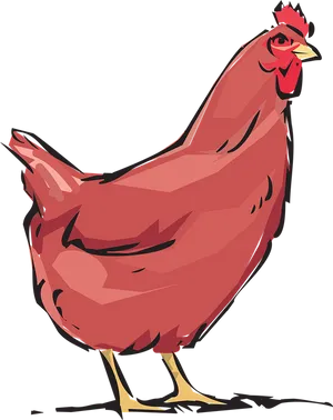 Red Hen Illustration PNG Image