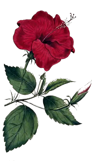 Red_ Hibiscus_ Flower_ Illustration PNG Image