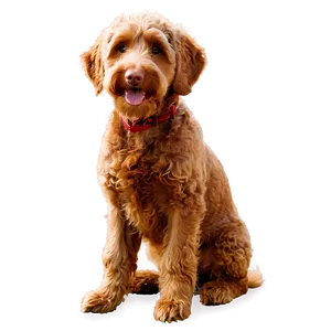 Red Labradoodle Dog Png 06262024 PNG Image