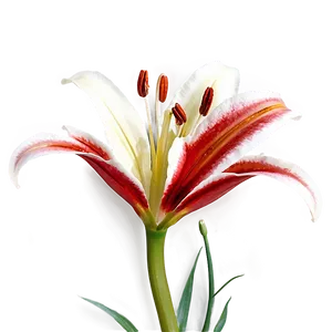 Red Lily Flower Png 06272024 PNG Image