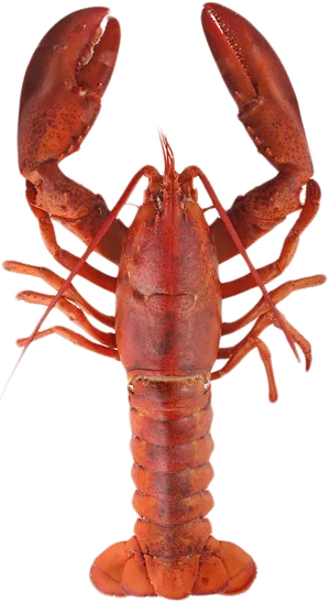 Red Lobster Standing Transparent Background.png PNG Image