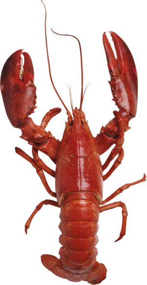 Red Lobster Standing PNG Image