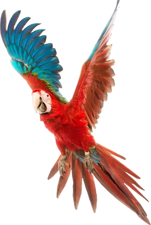 Red Macaw In Flight.jpg PNG Image