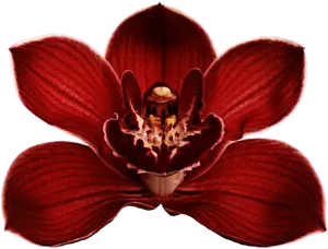 Red Orchid Bloom Transparent Background PNG Image