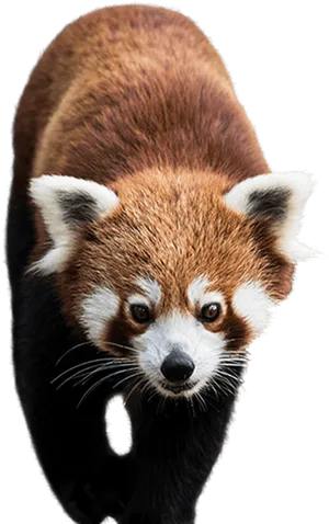 Red Panda Portrait PNG Image