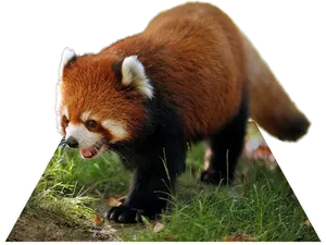 Red Panda Walking Grass PNG Image