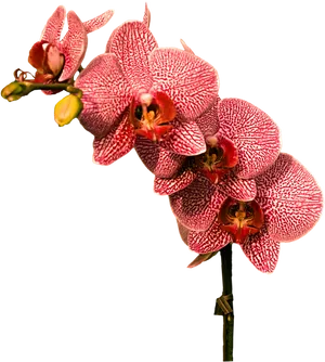 Red Patterned Orchid Flowers PNG Image