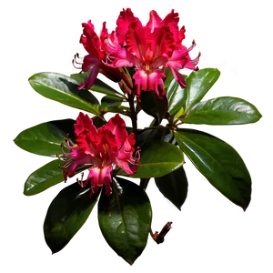 Red Rhododendron Png Geb PNG Image