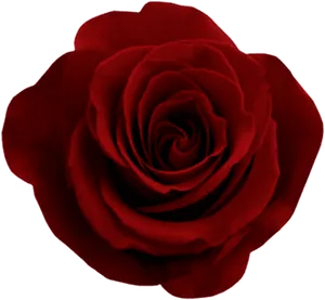 Red Rose Black Background PNG Image