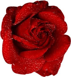 Red Rose Dewdrops Black Background PNG Image