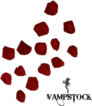 Red Rose Petals Black Background PNG Image