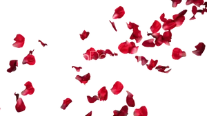 Red Rose Petals Falling Black Background PNG Image