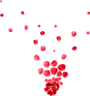 Red Rose Petals Fallingon Black Background.jpg PNG Image