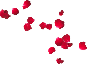 Red Rose Petals Fallingon Black Background PNG Image