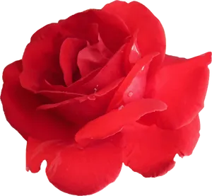 Red Rose Vector Art.png PNG Image