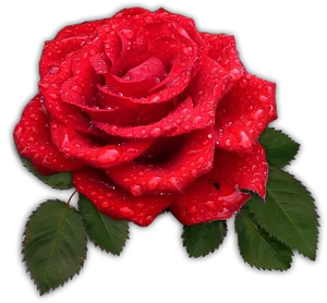 Red Rose With Dew Drops.png PNG Image