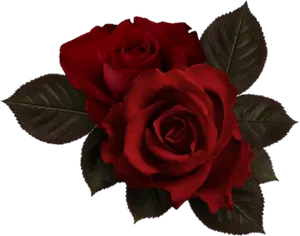 Red Roses Dark Background PNG Image