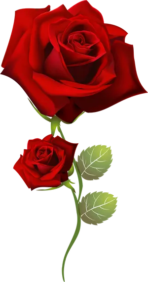 Red Roses Two Blooms PNG Image