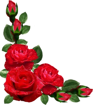 Red Roseswith Dew Drops.png PNG Image