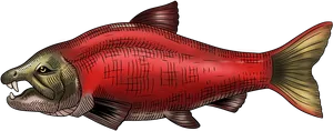 Red Salmon Illustration PNG