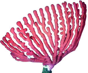 Red Sea Fan Coral PNG Image