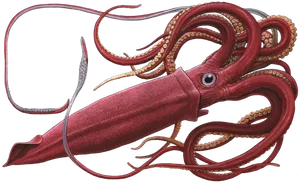 Red Squid Illustration PNG Image