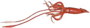 Red Squid Swimming PNG Image