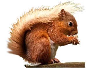 Red Squirrel Eating Nut PNG Image