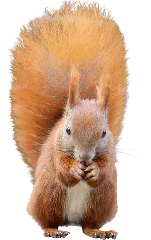 Red Squirrel Eating Nuts.png PNG Image