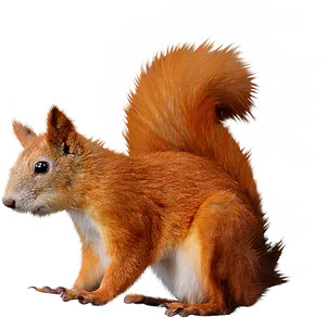 Red Squirrel Illustration.png PNG Image