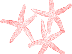 Red Starfish Clipart PNG Image