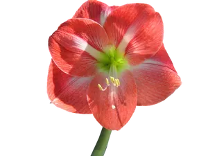 Red Striped Amaryllis Flower.png PNG Image