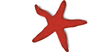 Red Textured Starfishon Black Background PNG Image