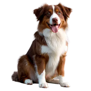 Red Tri Australian Shepherd Png Spd PNG Image