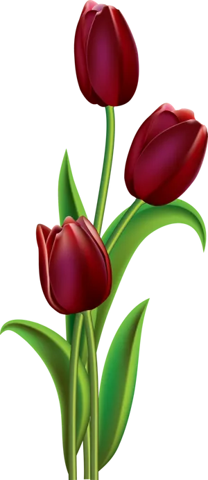 Red Tulips Illustration PNG Image