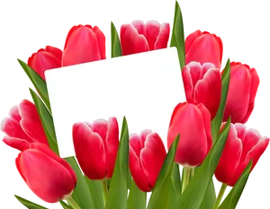 Red Tulipswith Blank Card PNG Image