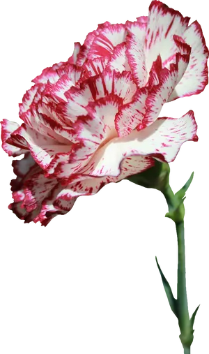 Red White Striped Carnation Flower PNG Image