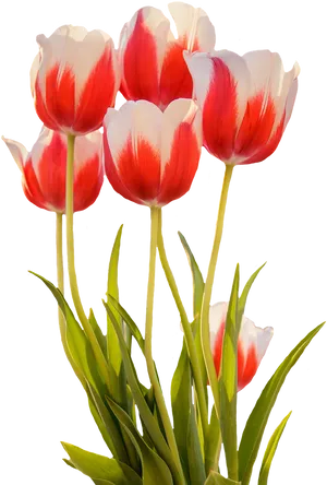 Red White Tulips Bouquet PNG Image