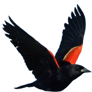 Red Winged Blackbird In Flight.png PNG Image